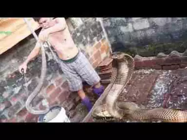 Video: Amazing Catch King Cobra By Bare Hand